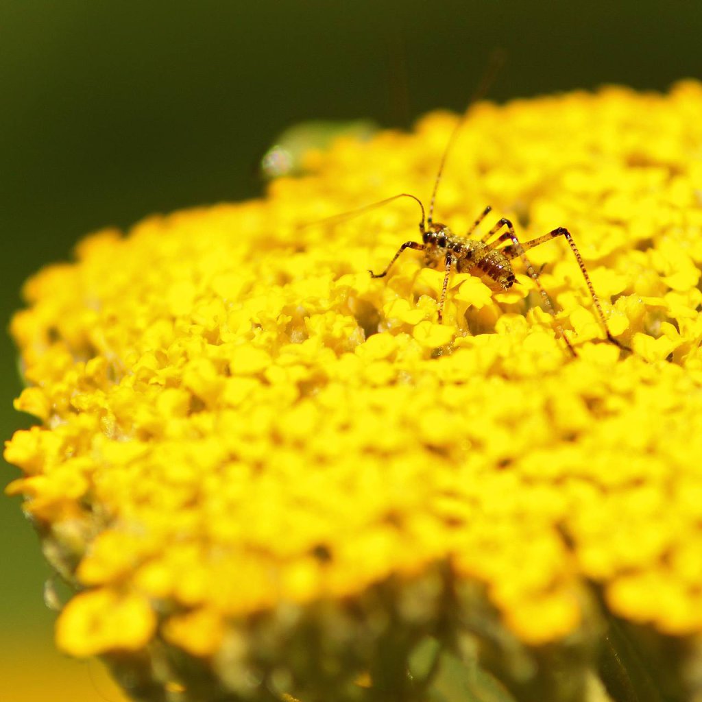 natur-makro-01.jpg