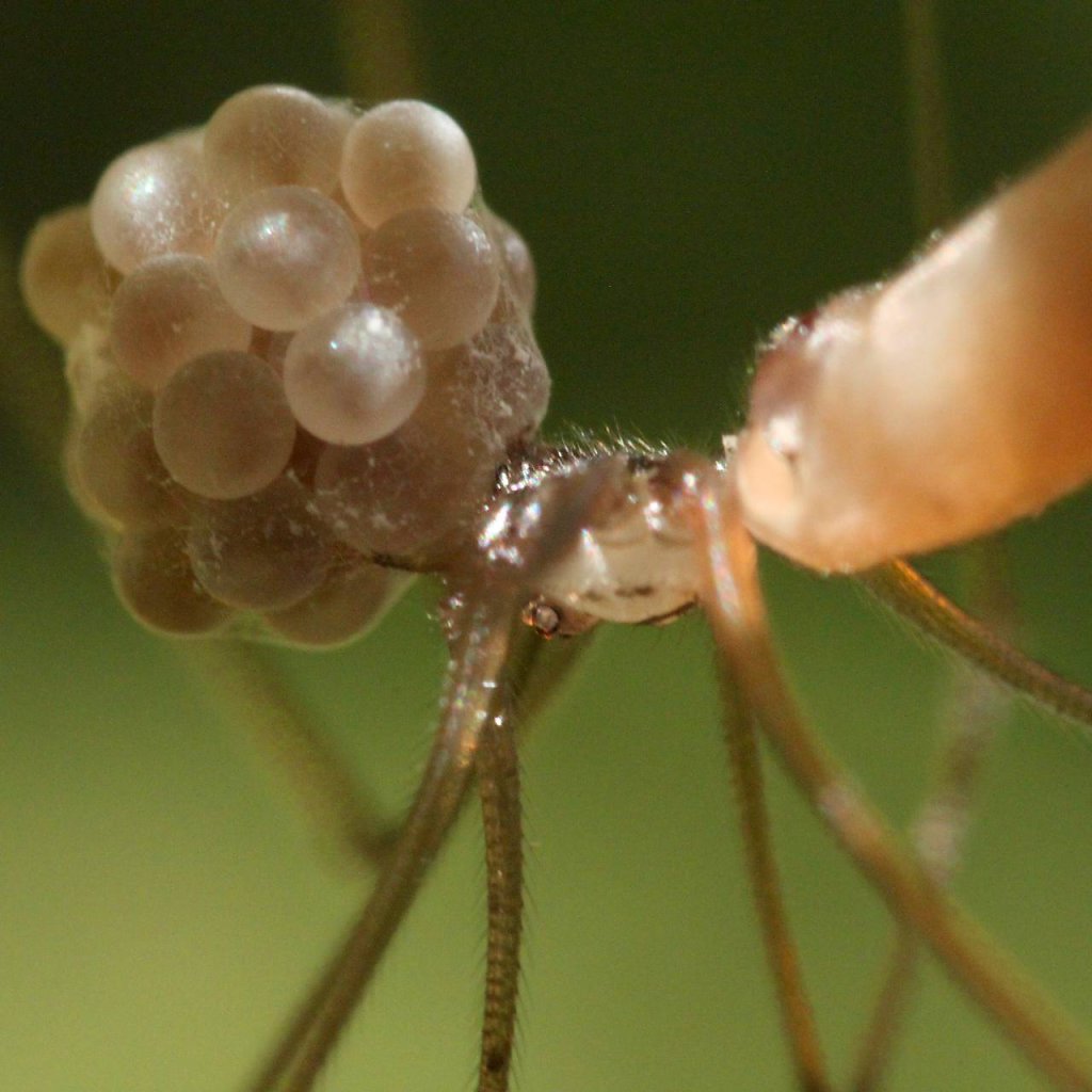 natur-makro-13.jpg